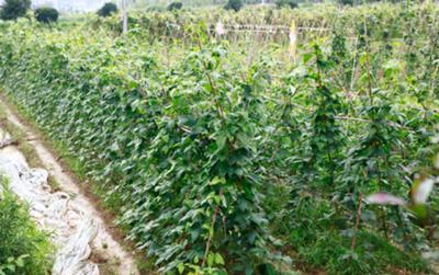 (mng)ҼٮЙCB(ti)rf׌TϷĲ