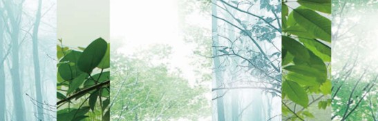 ˯ه(li)VioletCҼ