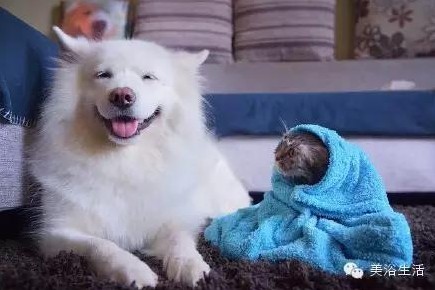 ԡëԌëҲv